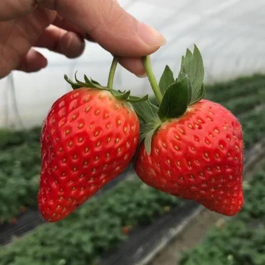 新致富項(xiàng)目種植（2023年不愁銷路的種植模式推薦）