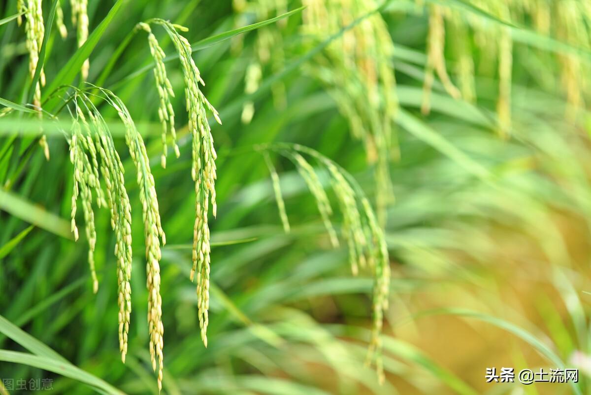 水稻最低保護價政策是多少？最低保護價格和最高限制價格的區別