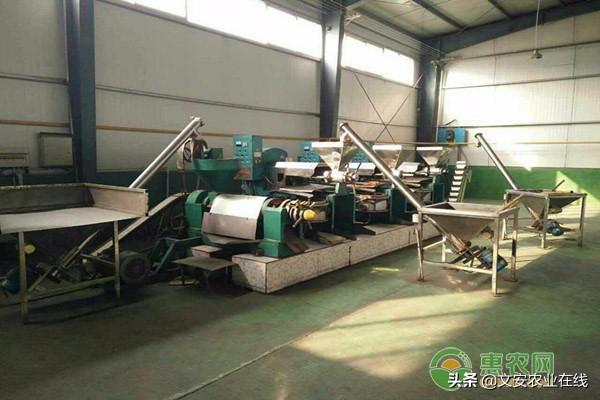 榨油機(jī)器全自動多少錢一套？2020不同品種榨油機(jī)械報價大全