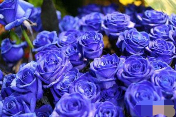 開花店賺錢嗎？新手加盟花店選擇哪個(gè)品牌好？