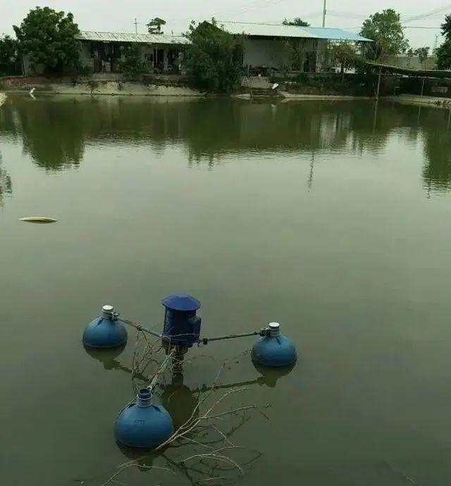 魚塘怎么建設才能更好？新型人工養魚池塘的合理建設途徑