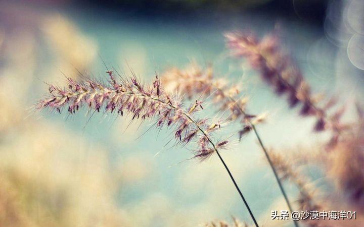 淘寶客推廣平臺有哪些？淘寶推廣平臺app排行榜前十推薦