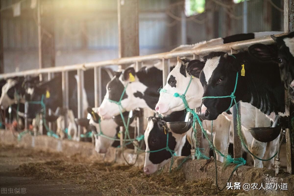 養殖業做什么最穩定賺錢？現在養殖業養什么前景好成本低？