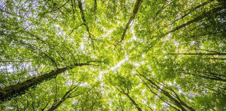 森林是什么意思？關于森林的知識及和叢林的區(qū)別是什么？