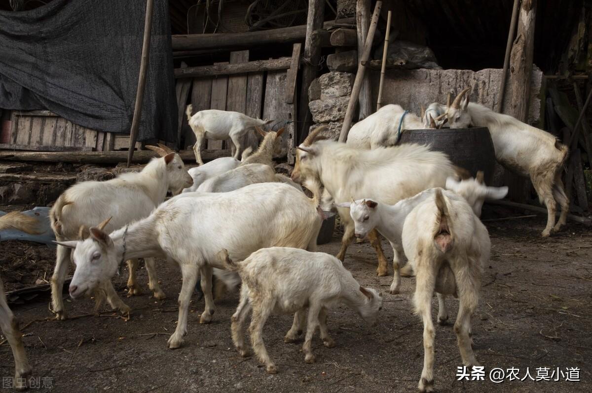 養殖業做什么最穩定賺錢？現在養殖業養什么前景好成本低？
