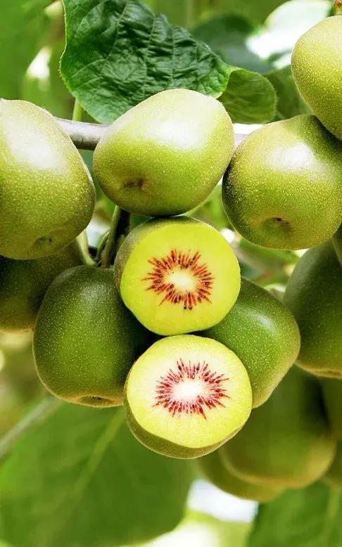 新致富項(xiàng)目種植（2023年不愁銷路的種植模式推薦）