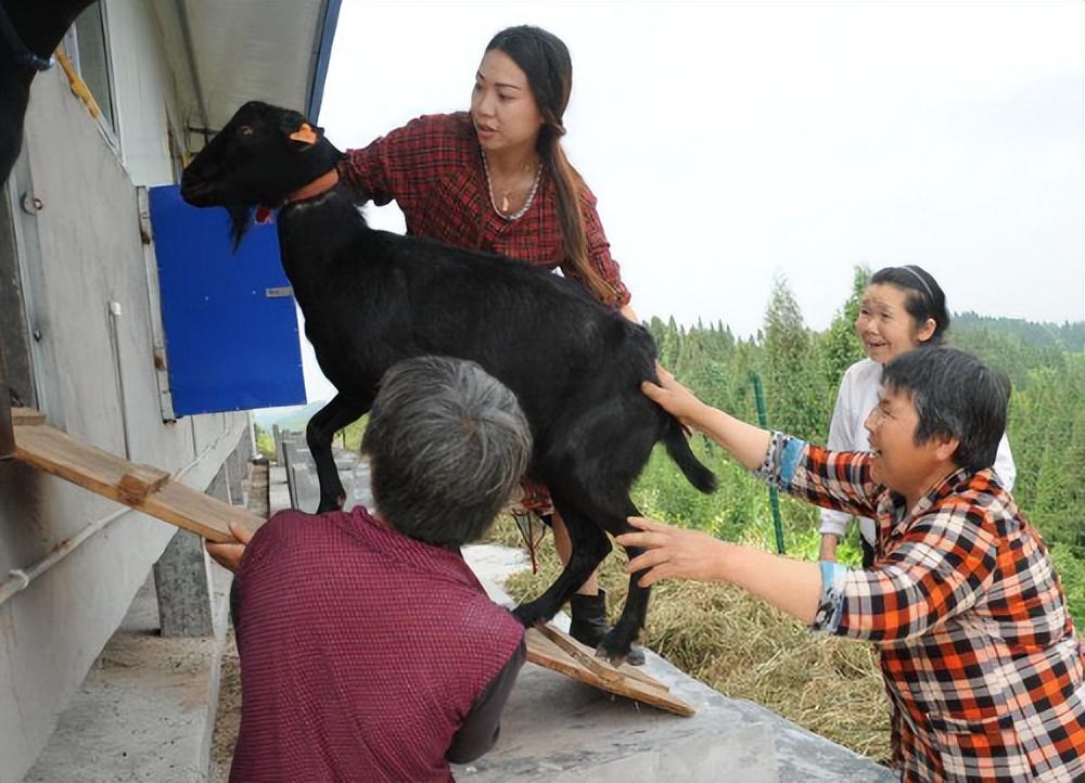 年輕人創(chuàng)業(yè)做什么好？2023農(nóng)村人創(chuàng)業(yè)商機(jī)項(xiàng)目排行榜前十