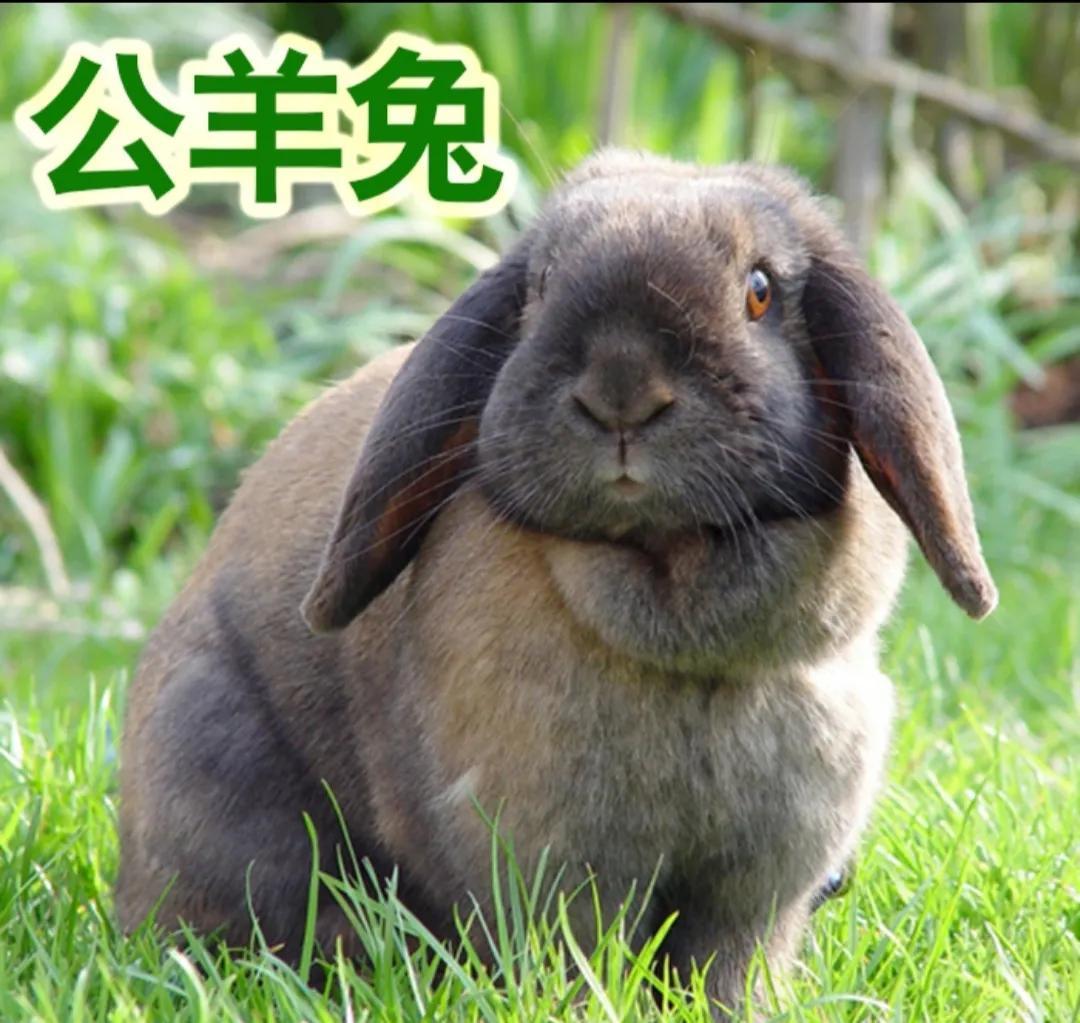 養(yǎng)殖什么風(fēng)險(xiǎn)小利潤(rùn)大？農(nóng)村未來十大暴利行業(yè)