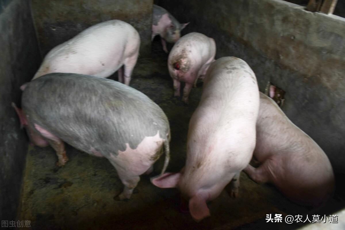養殖業做什么最穩定賺錢？現在養殖業養什么前景好成本低？