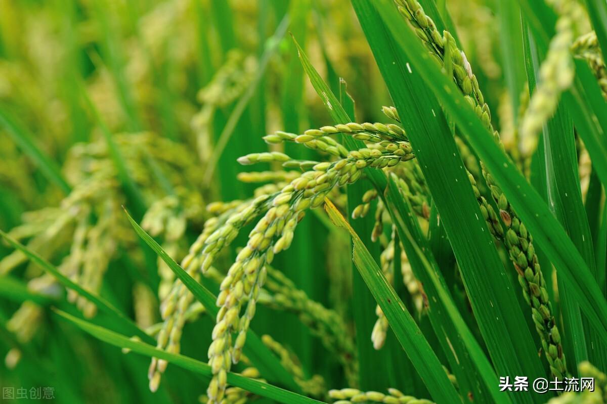 水稻最低保護價政策是多少？最低保護價格和最高限制價格的區別