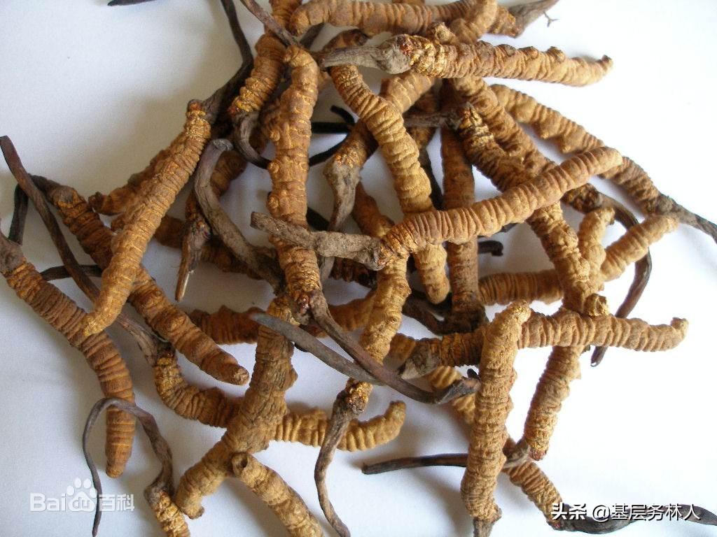 銷售冬蟲夏草需要什么資質？銷售冬蟲夏草的方法介紹及注意事項