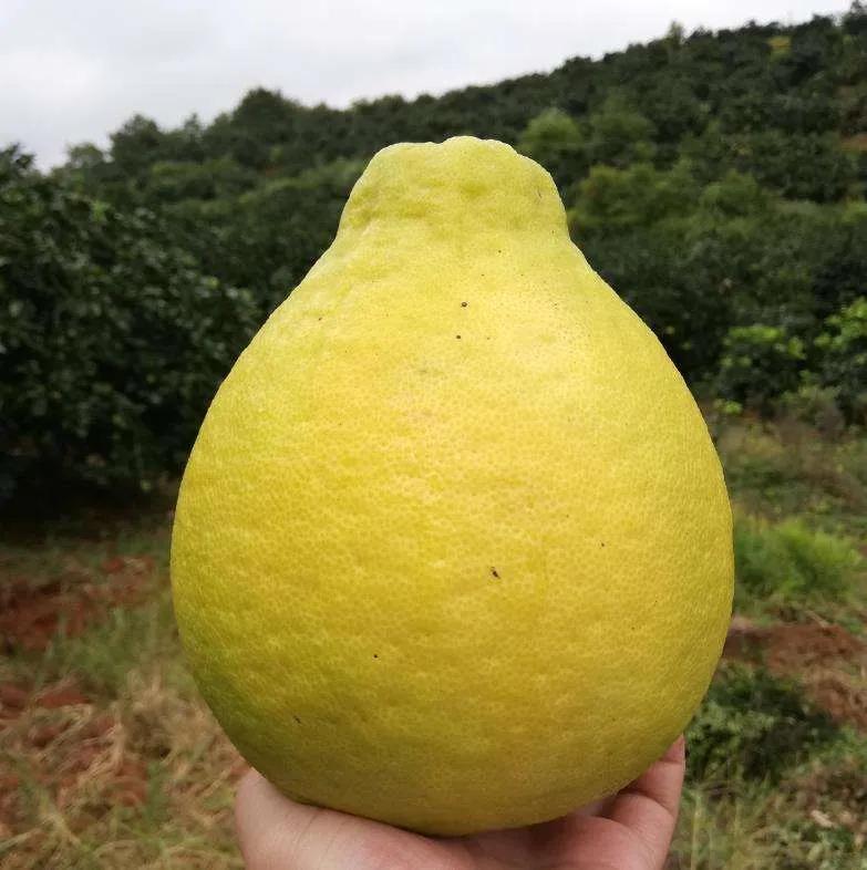 新致富項(xiàng)目種植（2023年不愁銷路的種植模式推薦）
