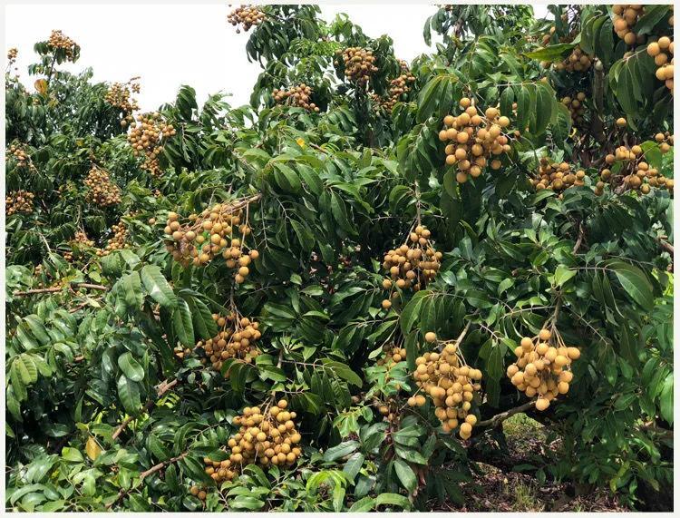 新致富項(xiàng)目種植（2023年不愁銷路的種植模式推薦）