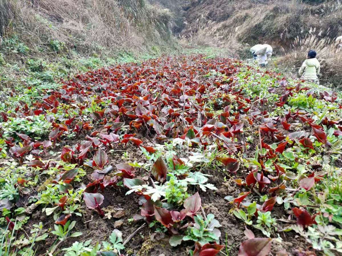 農村種植賺錢好項目有哪些？農村致富賺錢好項目排行榜前十