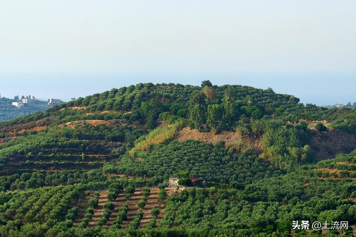 種植什么賺錢？國(guó)家扶持種植藥材項(xiàng)目大全