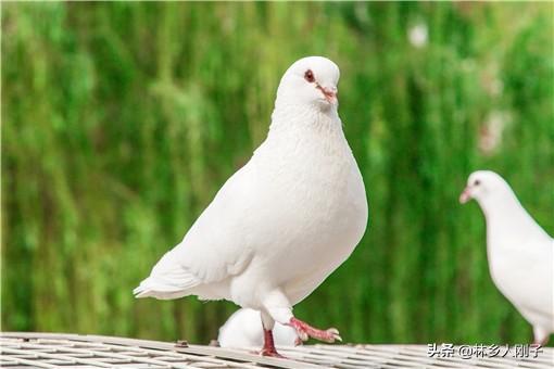 小投資養殖項目加盟有哪些？農村小成本養殖項目排行榜前十推薦