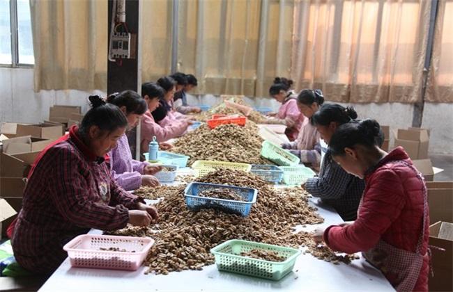 適合農(nóng)村辦廠的項目有哪些？2023免費農(nóng)村投資辦廠項目排行榜