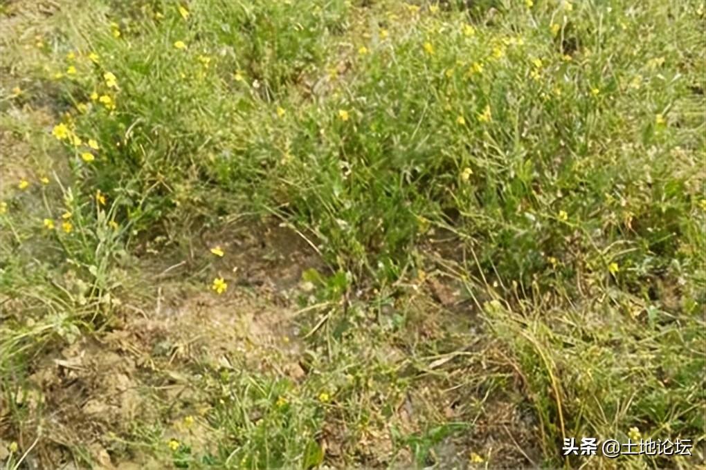 種植什么藥材掙錢多？種植藥材創(chuàng)業(yè)項目有哪些？