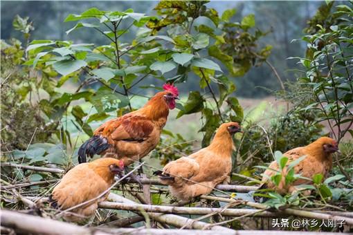小投資養殖項目加盟有哪些？農村小成本養殖項目排行榜前十推薦