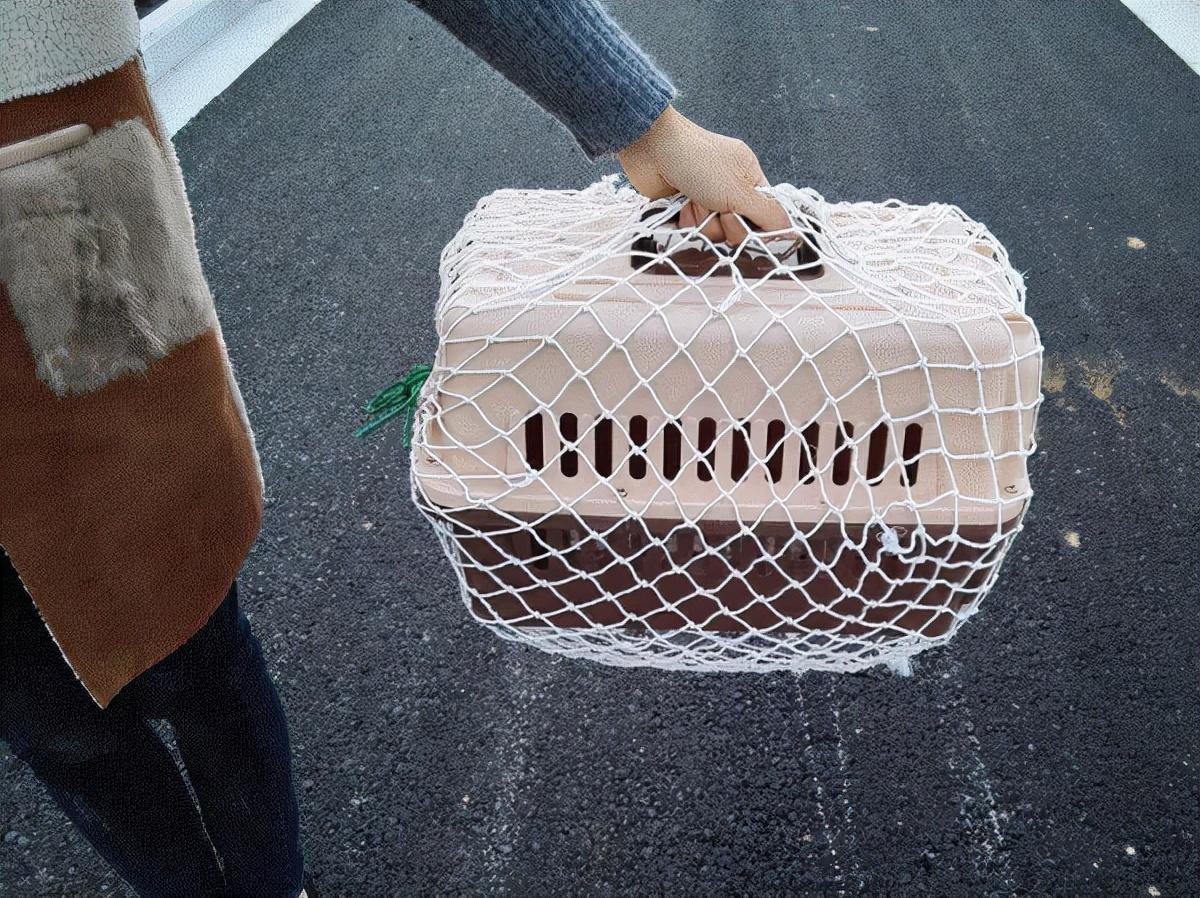 寵物怎么郵寄回家？國內寵物托運平臺排名前十推薦