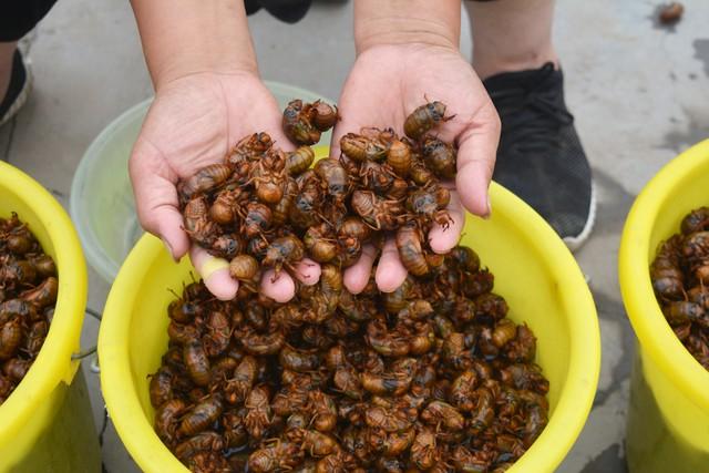 農村的養殖業什么最掙錢？適合農村家庭養殖項目排行榜前十