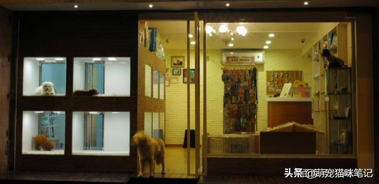 如何開寵物店？解析新手開寵物店的流程及條件