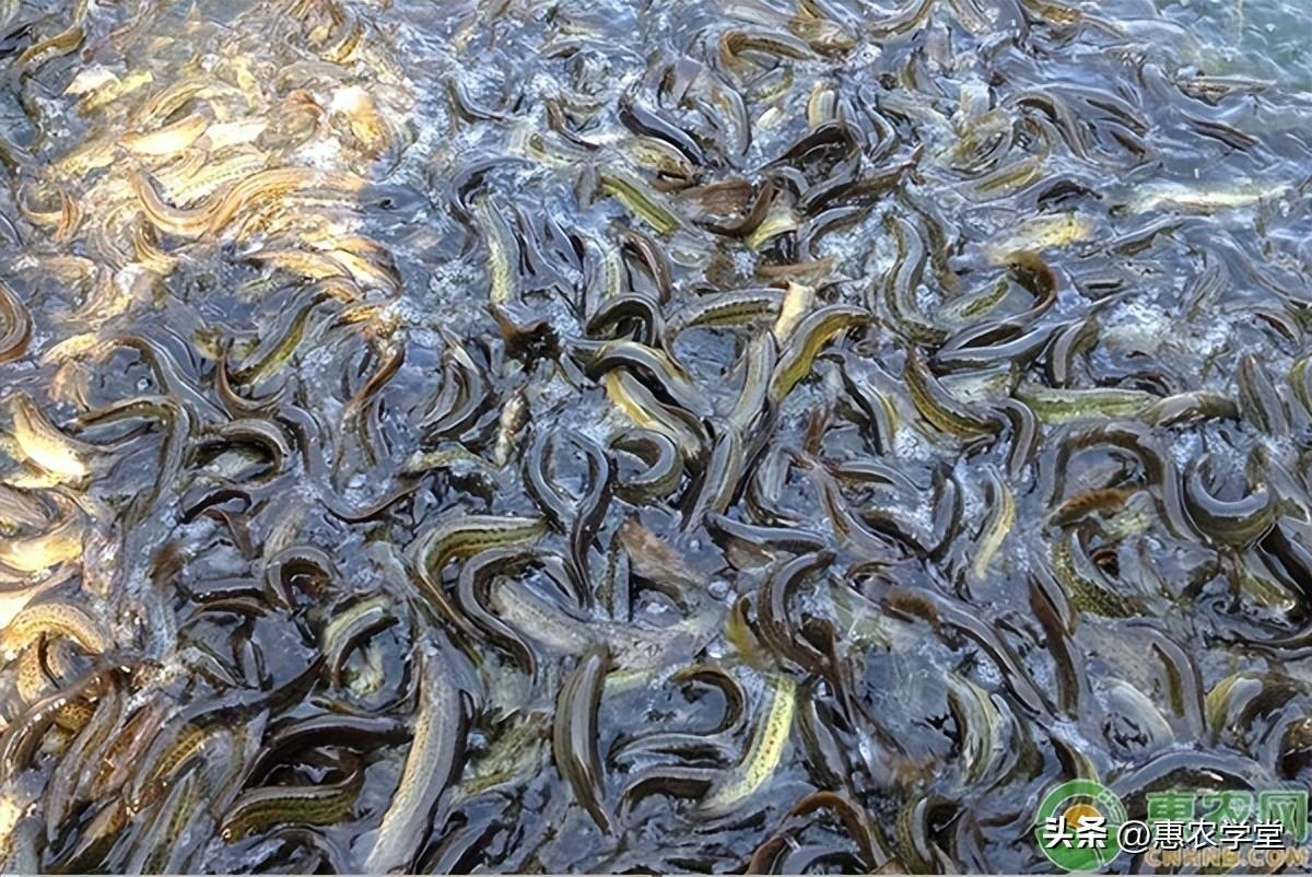 養殖前景好的項目有哪些？2023新型養殖項目排名前十推薦