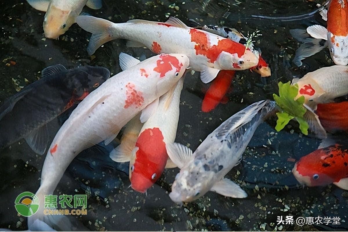 養殖前景好的項目有哪些？2023新型養殖項目排名前十推薦