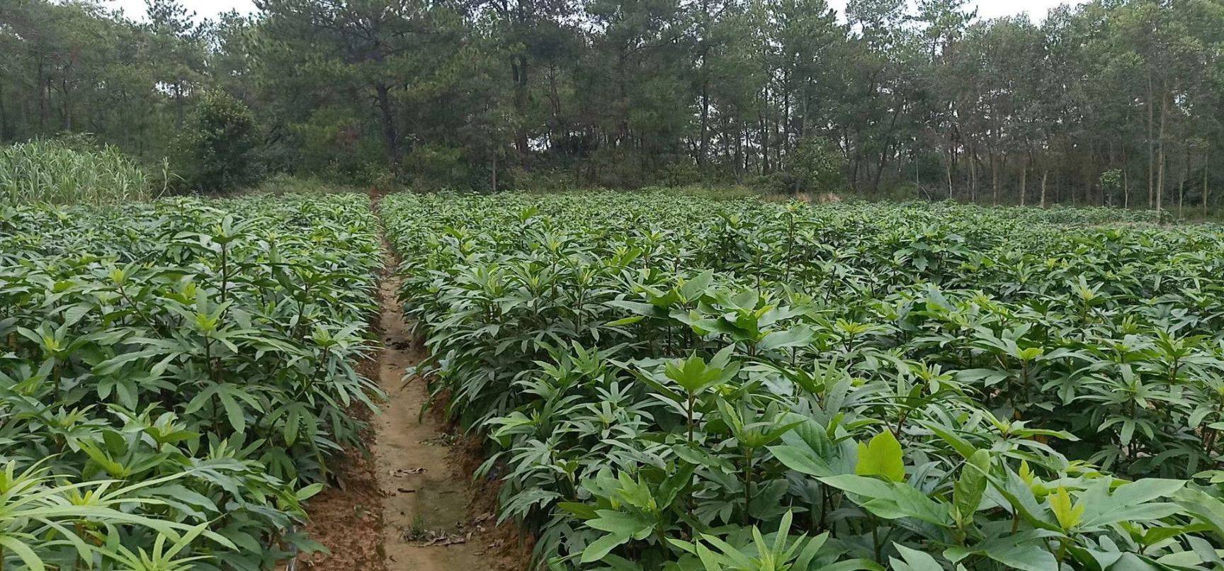 農村種植賺錢好項目有哪些？農村致富賺錢好項目排行榜前十