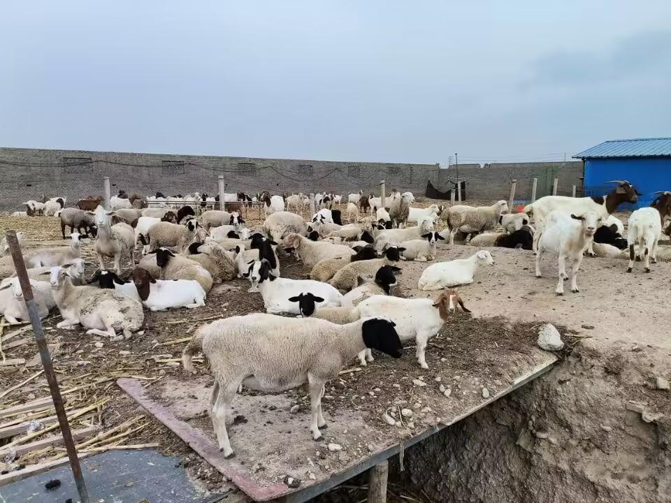 農村人怎么才能致富？農村創(chuàng)業(yè)致富項目有哪些？