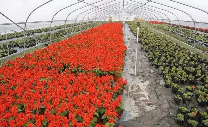 農村十大暴利行業排名（適合農村創業的十大入門行業推薦）