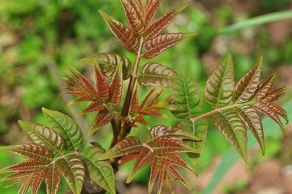 大棚種植香椿利潤(rùn)怎么樣？解析香椿種植成本和利潤(rùn)
