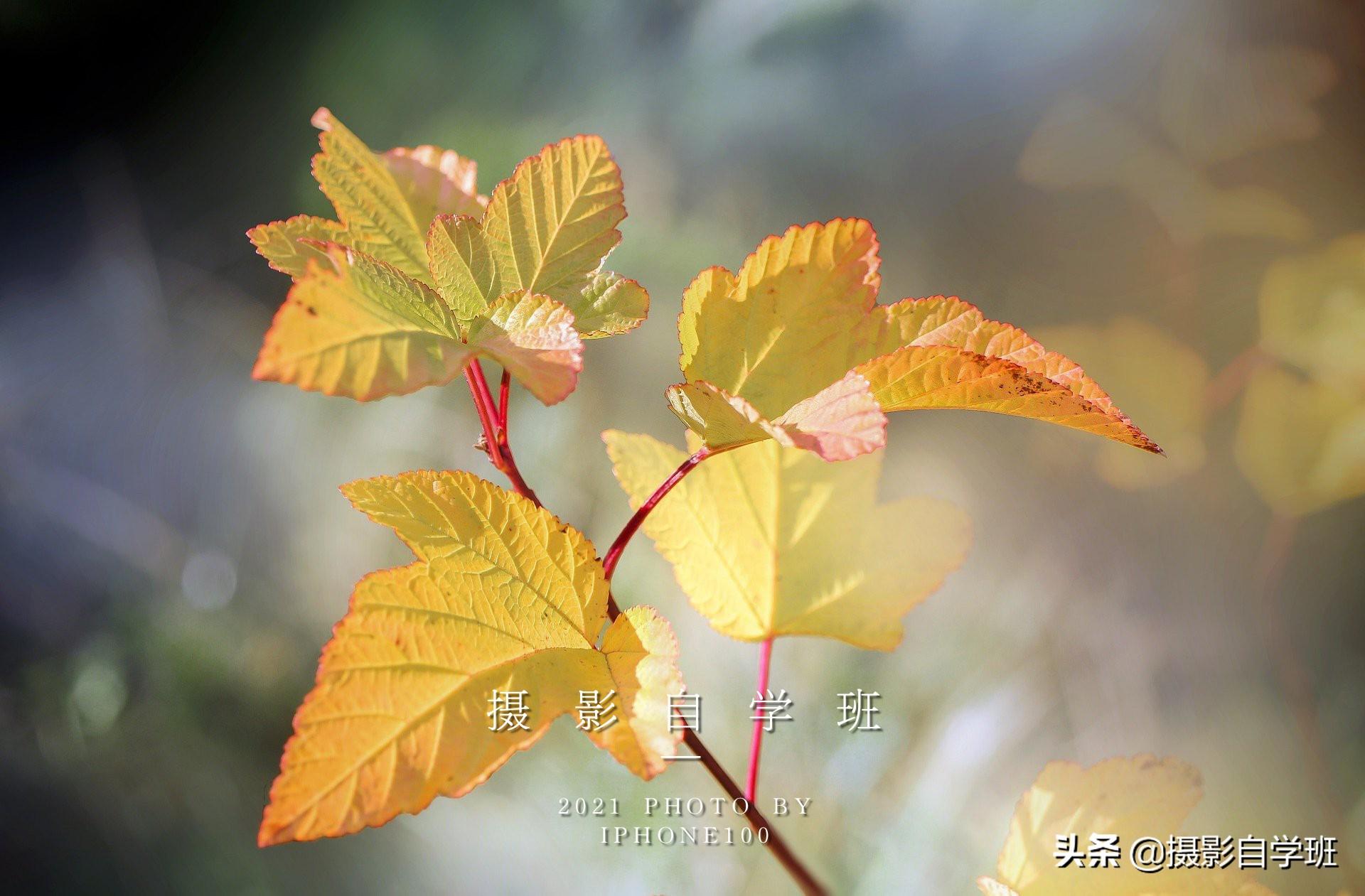 圖片水印怎么制作？教你三個手機圖片添加水印的方法
