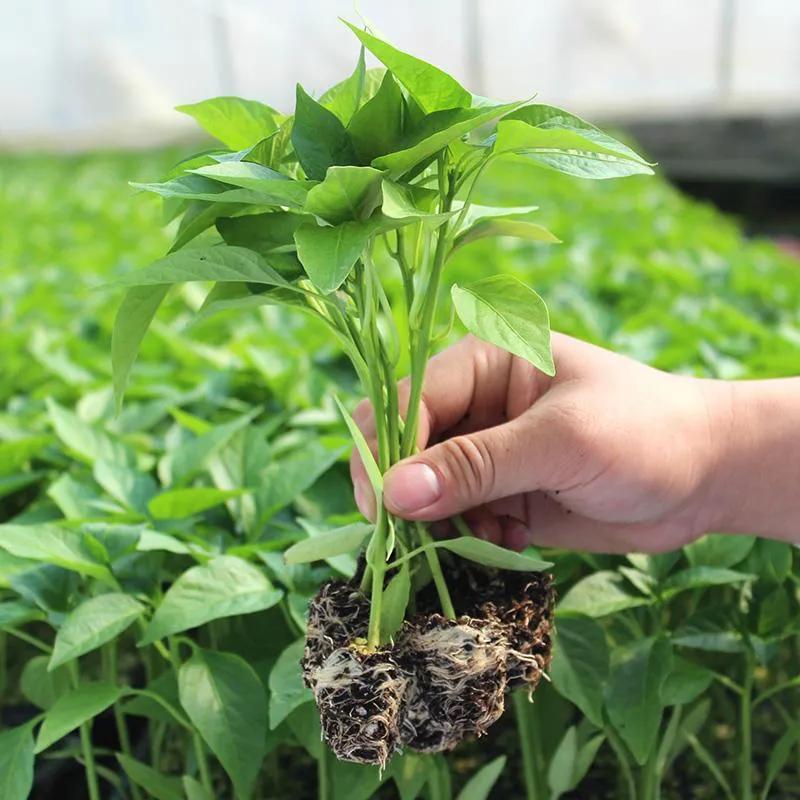 種植項目有哪些？農村20個種植致富好項目推薦