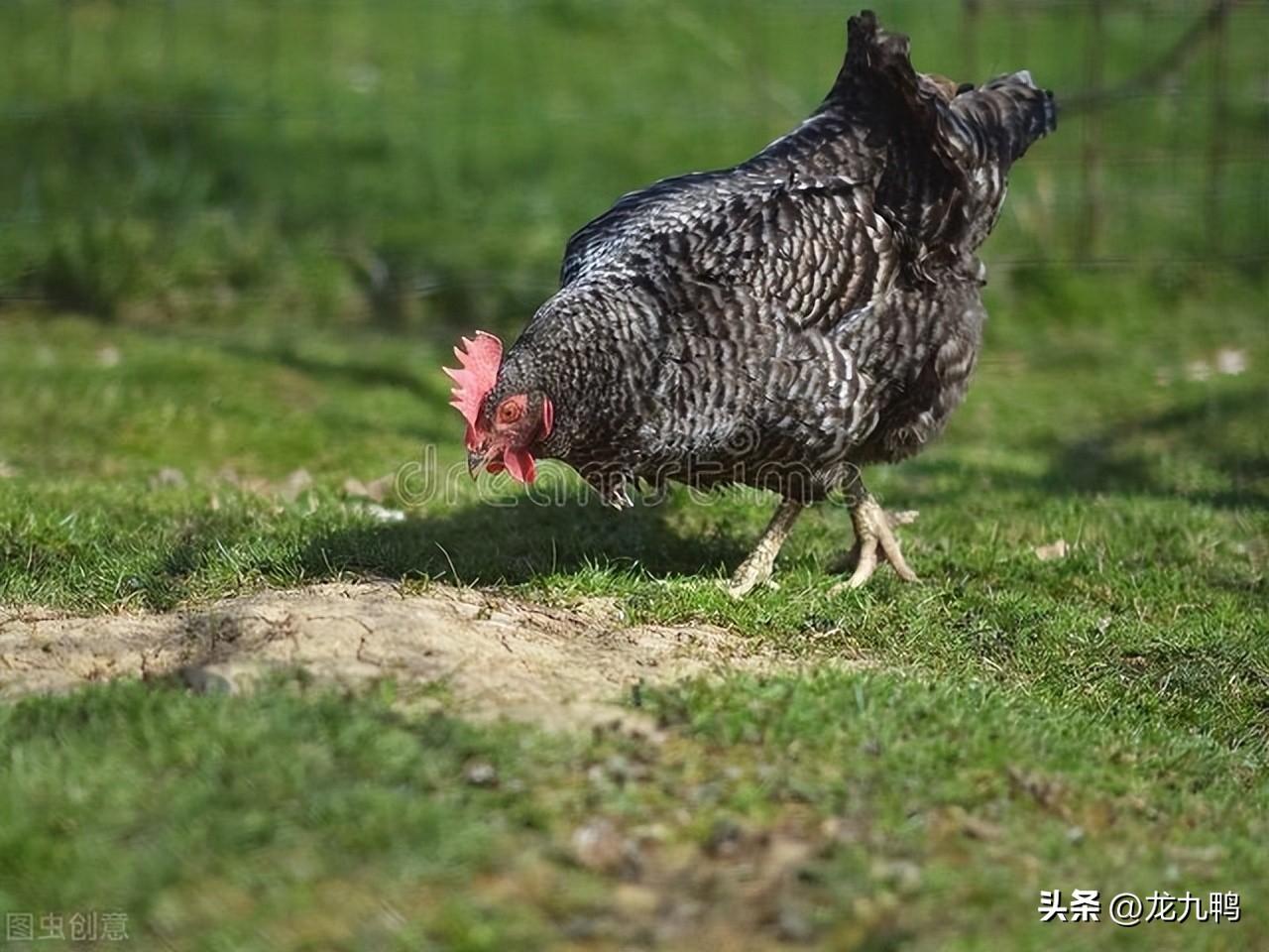 找養殖加盟的項目有哪些？農村養殖創業項目排行榜