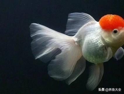 水族店利潤有多大？新手開水族店需要投資多少？