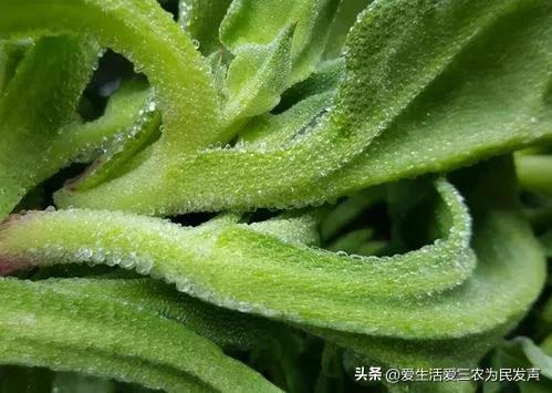縣城冷門暴利生意有哪些？農村十大冷門暴利生意排行榜