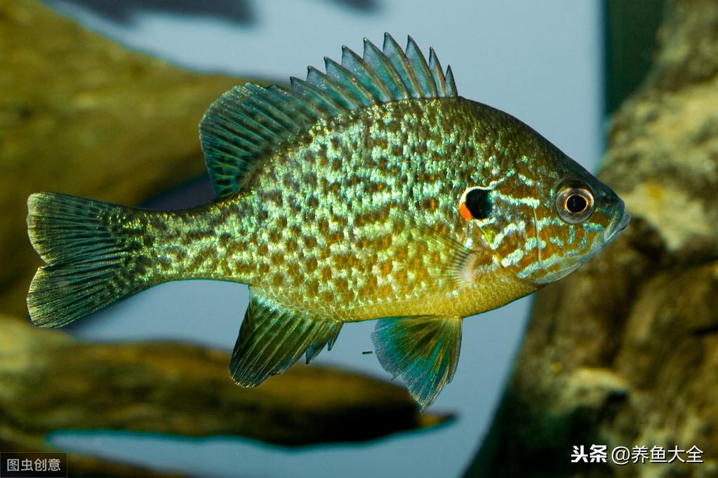 水族店利潤有多大？新手開水族店需要投資多少？