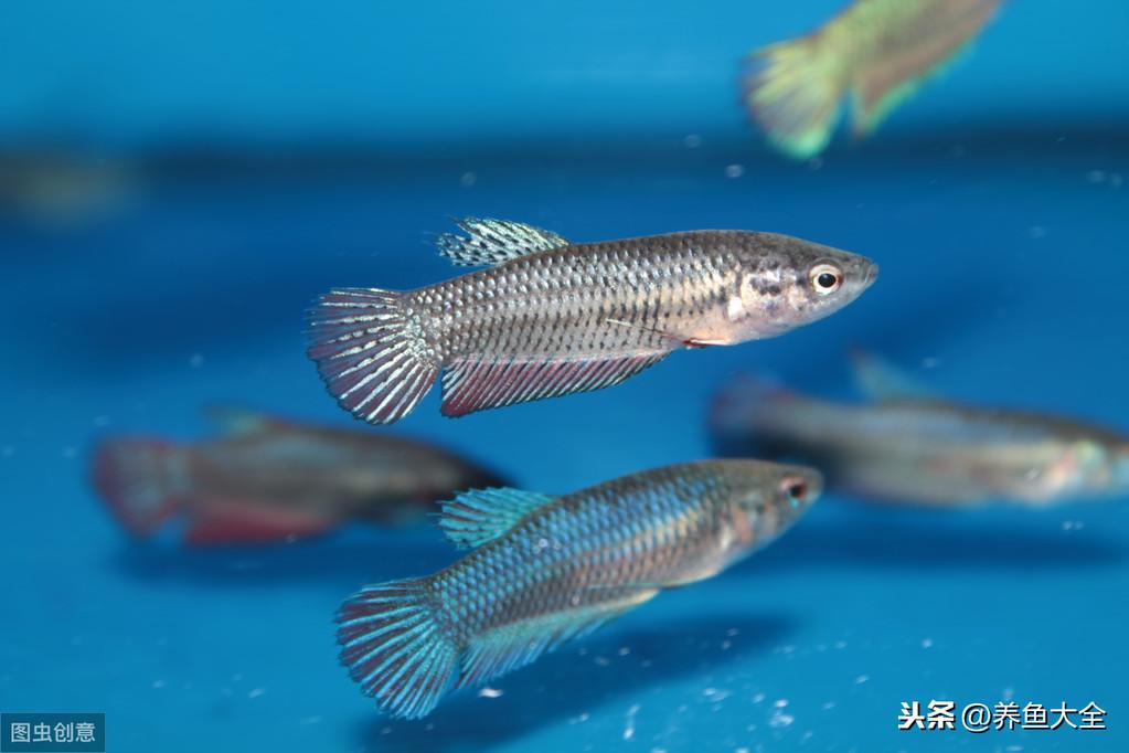 水族店利潤有多大？新手開水族店需要投資多少？