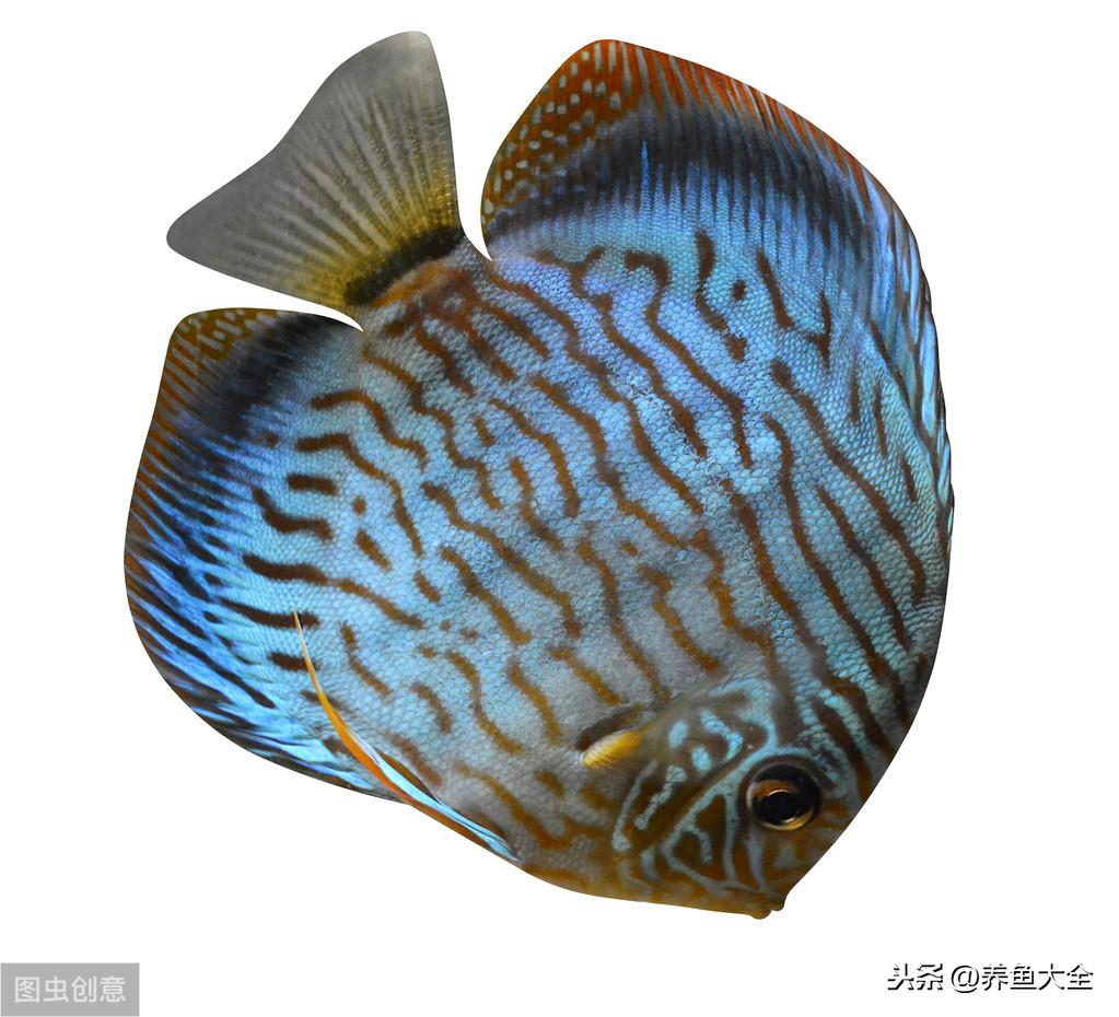 水族店利潤有多大？新手開水族店需要投資多少？