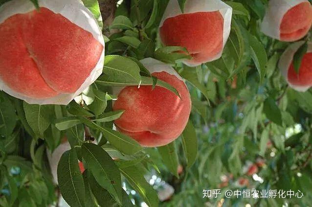 農產品供應鏈模式有哪些？農產品供應鏈方案模板大全