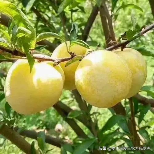 窮人致富項目種值（農村種植創業項目排行榜前十名）
