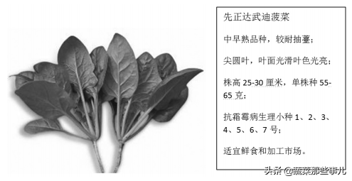 速凍蔬菜怎么做？盤點速凍蔬菜的種類有哪些
