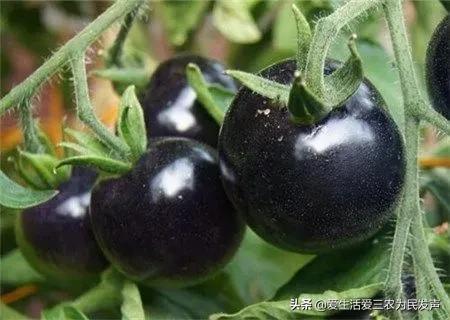 窮人致富項目種值（農村種植創業項目排行榜前十名）