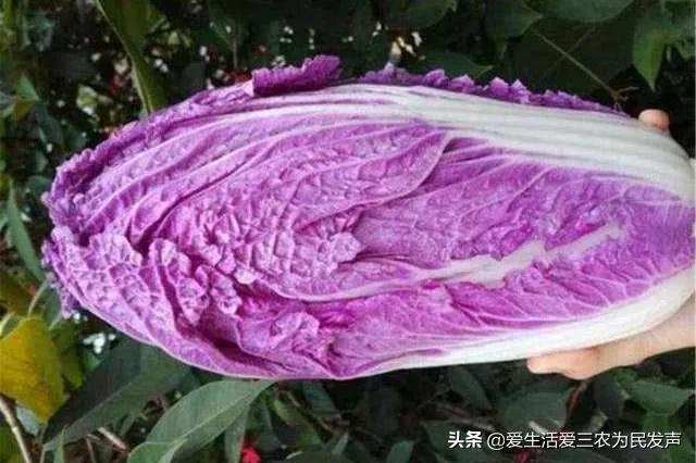 窮人致富項目種值（農村種植創業項目排行榜前十名）