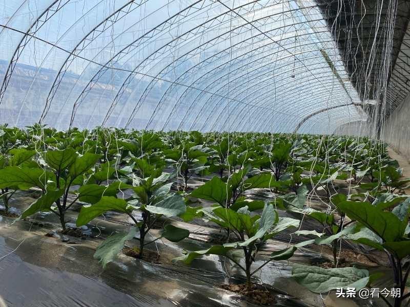 沱沱工社是干什么的?平谷沱沱工社簡介