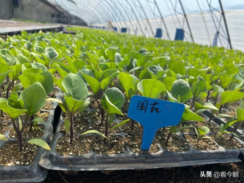 沱沱工社是干什么的?平谷沱沱工社簡介