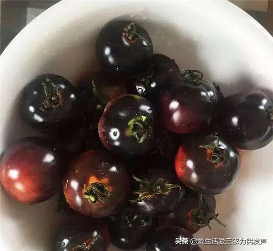 窮人致富項目種值（農村種植創業項目排行榜前十名）