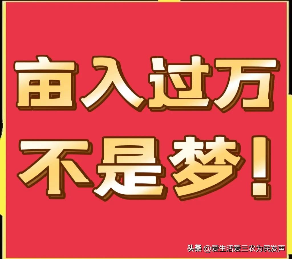 窮人致富項目種值（農村種植創業項目排行榜前十名）