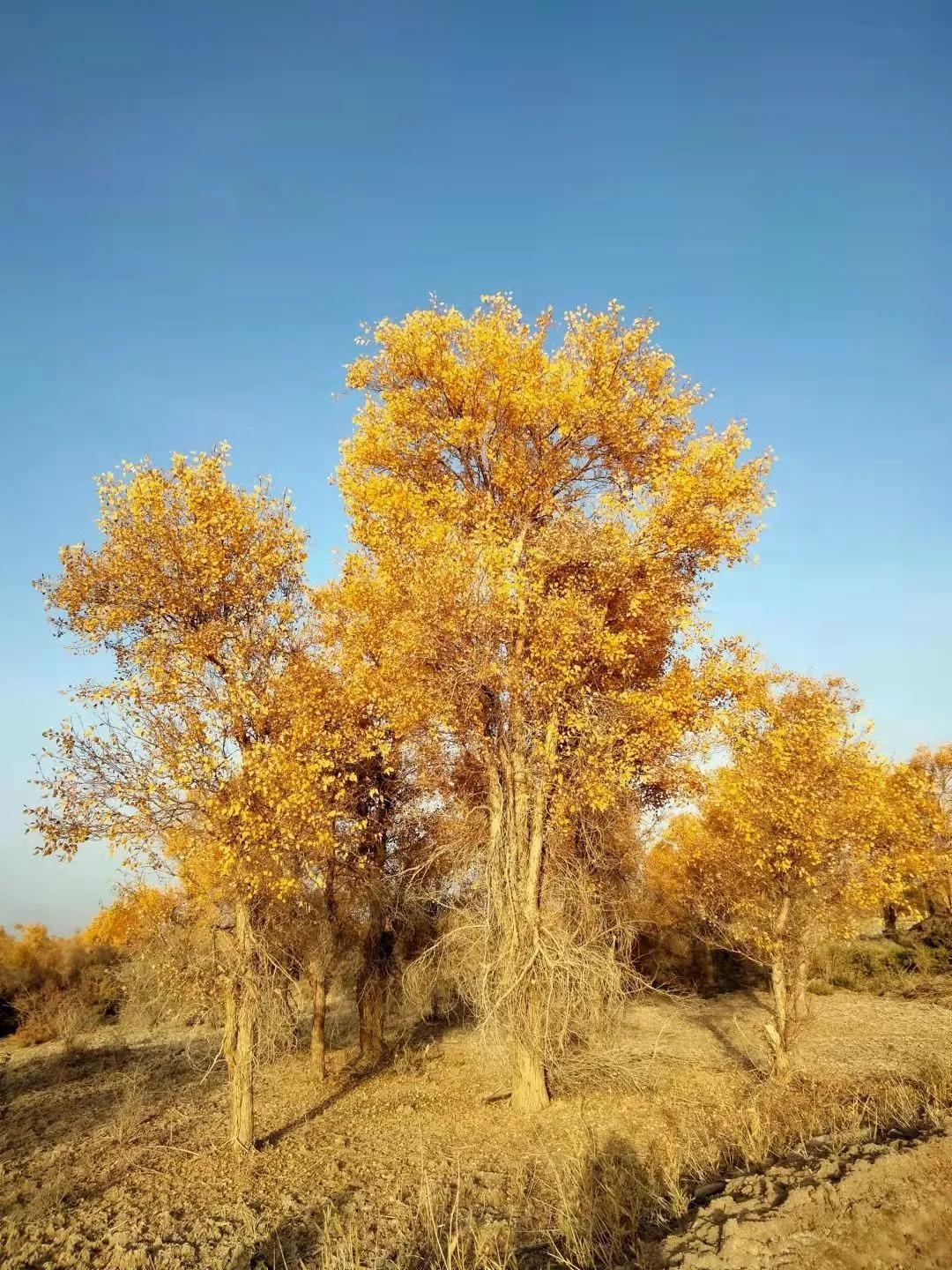 沙雁洲胡楊林景區(qū)什么時候去最好？阿克蘇沙雅縣沙雁洲旅游攻略